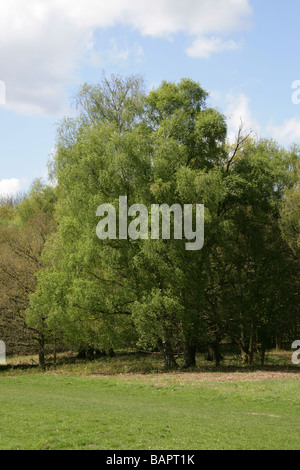 Silver Birch aka europäischen Weinen Birke, Europäische weiße Birke oder weinende Birke, Betula Pendel, Betulaceae. Stockfoto