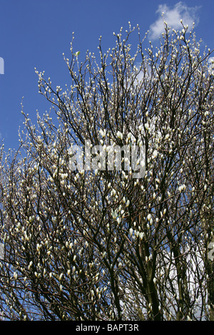 Mehlbeere, Sorbus Aria Var Typica, Rosengewächse, Chilterns im Frühjahr (April), Hertfordshire, UK Stockfoto