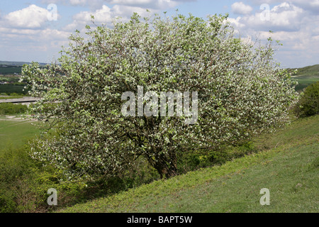 Mehlbeere, Sorbus Aria Var Typica, Rosengewächse, Chilterns im Frühjahr (April), Hertfordshire, UK Stockfoto