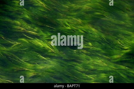 Wasser Unkraut in einem schnell fließenden Kreide Bach, Fluss Colne, Hertfordshire Stockfoto