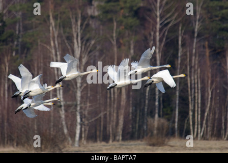 Herde von Tundra Schwäne Cygnus Columbianus im Flug Stockfoto