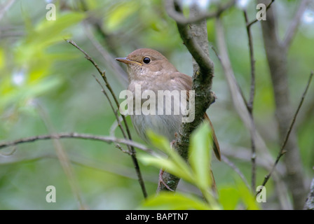 Soor Nachtigall Luscinia Luscinia sitzt in einem Busch Stockfoto