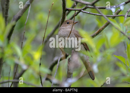 Soor Nachtigall Luscinia Luscinia sitzt in einem Busch Stockfoto