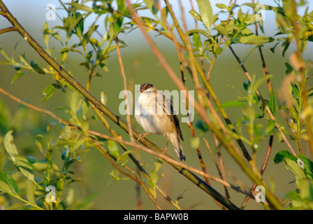 Sedge Warbler Acrocephalus Schoenobaenus sitzt in einem Busch Stockfoto