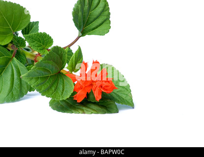 Scarlet Salbei, Salvia Splendens Sellow Stockfoto