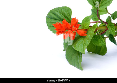 Scarlet Salbei, Salvia Splendens Sellow Stockfoto