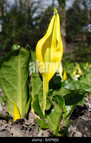 SKUNK CABBAGE Lysichiton Americanus Pflanze IN Blüte Stockfoto