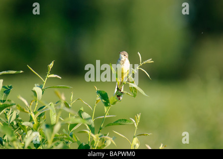 Juvenile gelbe Bachstelze Motacilla Flava sitzt auf der Spitze eines Busch Stockfoto