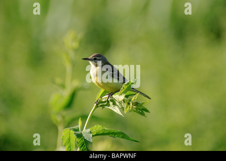 Gelbe Bachstelze Motacilla Flava sitzen auf dem Gipfel des Unkrauts Stockfoto