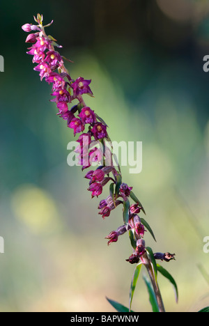 Dark Red Helleborine Epipactis atrorubens Stockfoto