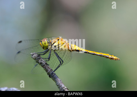 Weibliche Ruddy Darter, Sympetrum Sanguineum thront auf einem Zweig Stockfoto