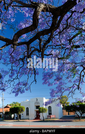 Blühende Jacaranda Baum rahmt die Guildford Council Chambers, jetzt eine öffentliche Bibliothek. Guildford, Perth, Western Australia, Australia Stockfoto