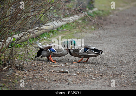 Stockente Anas Platyrhynchos Drachen kämpfen Stockfoto