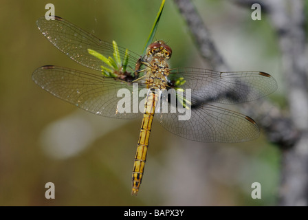 Weibliche schnauzbärtige Darter, Sympetrum Vulgatum thront auf einem Zweig Stockfoto