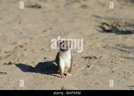 Das Hermelin Mustela Erminea stehen am Strand Stockfoto