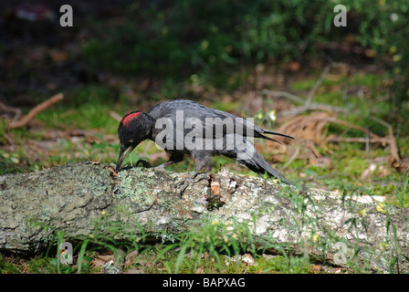 Eine weibliche schwarze Specht Dryocopus Martius Eeding auf einen umgestürzten Baum Stockfoto