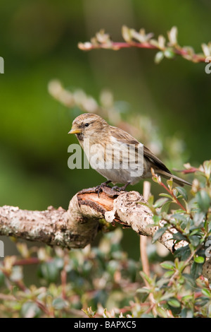 Geringerer Redpoll Zuchtjahr Kabarett Erwachsenfrau thront Stockfoto