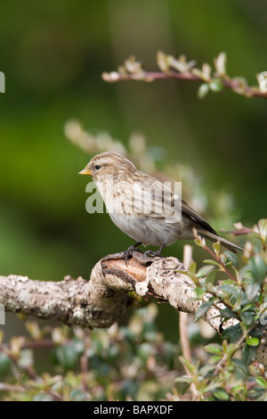 Geringerer Redpoll Zuchtjahr Kabarett Erwachsenfrau thront Stockfoto