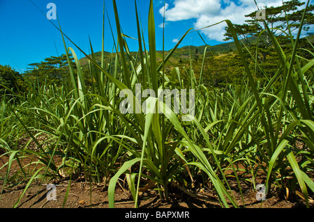 Junge Zuckerrohr Saccharum Officinarum Pflanzen auf einem Feld auf Mauritius Island | Junge Zuckerrohr Pflanzen Mauritius Stockfoto