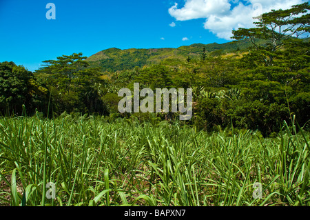 Junge Zuckerrohr Saccharum Officinarum Pflanzen auf einem Feld bei Mauritius Insel Junge Zuckerrohr Pflanzen Mauritius Stockfoto