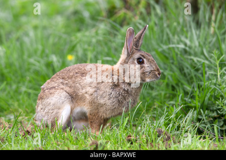 Kaninchen Oryctolagus Cuniculus Männchen Stockfoto