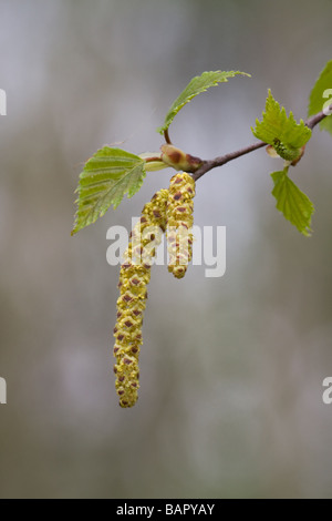 Birke Betula Pendel Kätzchen & Blätter in Nahaufnahme Stockfoto