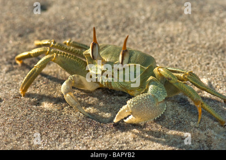 zweihändige gehörnten Geist grün crab Madagaskar Nosy Kely Strand Läufer laufen laufen Meer Ufer Sand Ocypode Madagaskar Land OCYPODE Stockfoto