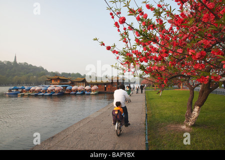 Baum In Blüte entlang Xi Hu Westsee, Hangzhou, China Stockfoto