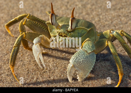 zweihändige gehörnten Geist grün crab Madagaskar Nosy Kely Strand Läufer laufen laufen Meer Ufer Sand Ocypode Madagaskar Land OCYPODE Stockfoto