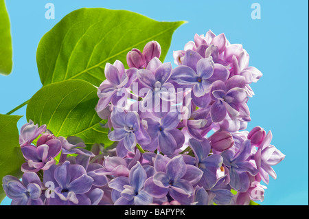 blaue Flieder Syringa bluey bläulich einfarbigen Hintergrund Platz für Text Layout blauen Himmel Sping Frühling Blume Blüte Blüte prime Stockfoto