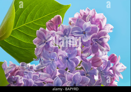 blaue Flieder Syringa bluey bläulich einfarbigen Hintergrund Platz für Text Layout blauen Himmel Sping Frühling Blume Blüte Blüte prime Stockfoto