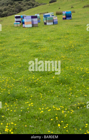 Bienenstöcke in Neuseeland Stockfoto