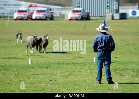 Ein Bauer, seinen Hund und Schafe. Sheepdog Trials, Perth, Western Australia Stockfoto