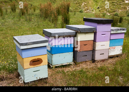 Bienenstöcke in Neuseeland Stockfoto