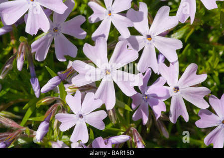 Blüten von Phlox Smaragd Kissen blau Stockfoto