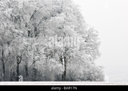 Harte Raureif über Buche in Wiltshire, uk. Stockfoto