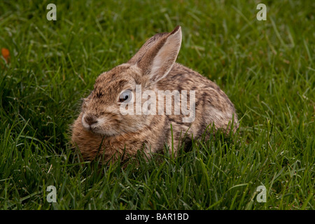 Östlichen Cottontail Kaninchen in Grasgrün Stockfoto