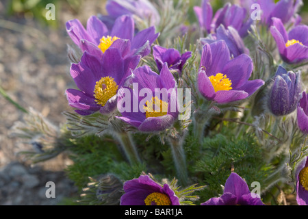 Kuhschelle (Pulsatilla Vulgaris) Stockfoto