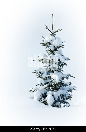 Echten Weihnachtsbaum Stockfoto