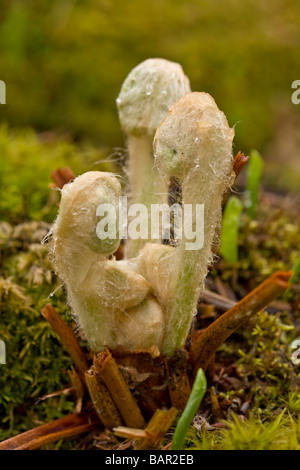 Makro-Bild der Öffnung Wedel eines Farns Zimt Stockfoto