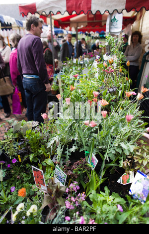 Blume Stand auf Stroud Farmers Market, Stroud, Gloucestershire, UK Stockfoto