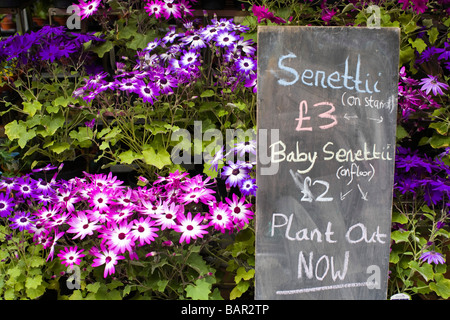 Blumen zum Verkauf an Stroud Farmers Market, Stroud, Gloucestershire, UK Stockfoto