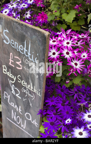 Blumen zum Verkauf an Stroud Farmers Market, Stroud, Gloucestershire, UK Stockfoto