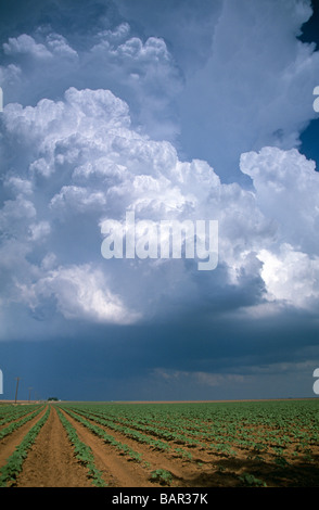 Eine riesige supercell Thunderstorm baut über Farmland auf Ebenen von Texas, USA Stockfoto