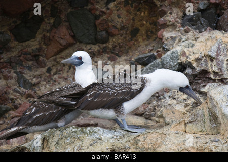 Peruanische Tölpel (Sula Variegata) auf Verschachtelung Klippe stehend Stockfoto