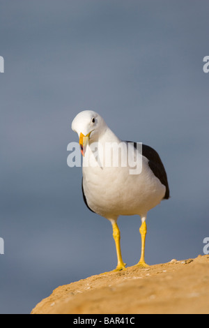 Erwachsenen Zucht Band-angebundene Möve (Larus Belcheri) stehend auf einem Felsen Stockfoto