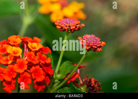 Gemeinsame Lantana Blüten, Rot und Gelb. Oklahoma, USA. Stockfoto