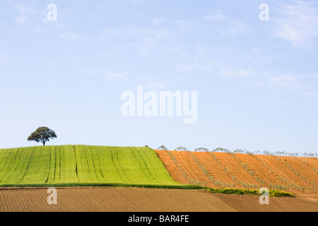 Eine hügelige Landschaft in Cordoba Provinz Andalusien Spanien Stockfoto