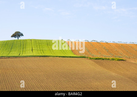 Eine hügelige Landschaft in Cordoba Provinz Andalusien Spanien Stockfoto