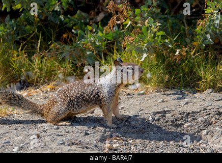 Ein Kalifornien Erdhörnchen, spermophilus. Kalifornien, USA. Stockfoto